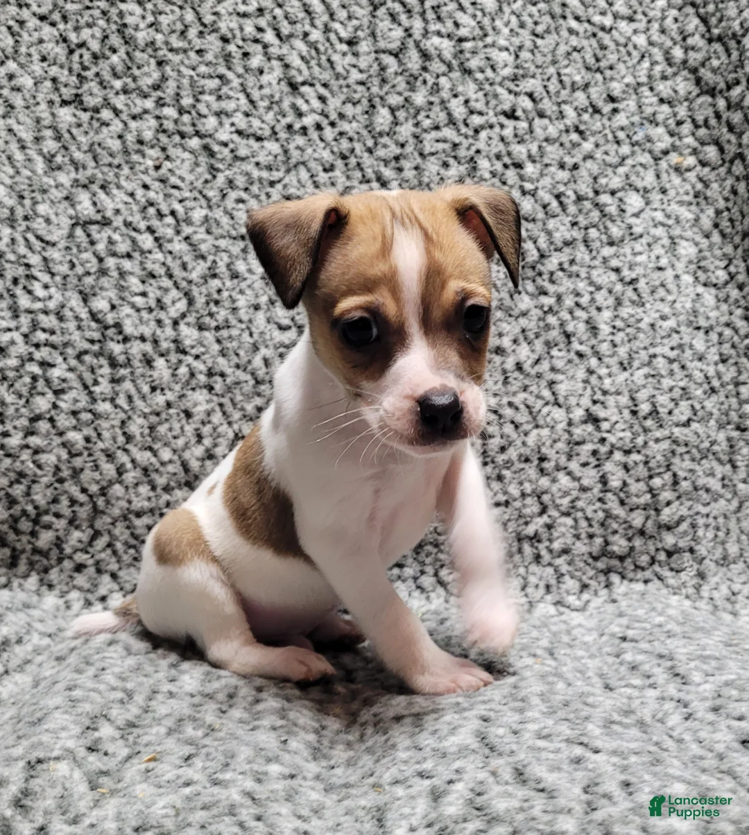 Jack Russell Terrier dogs for sale: Westfork's TORQ - Ad 3