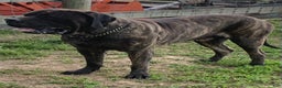 English Mastiff dogs for sale: Rusty - Ad 7