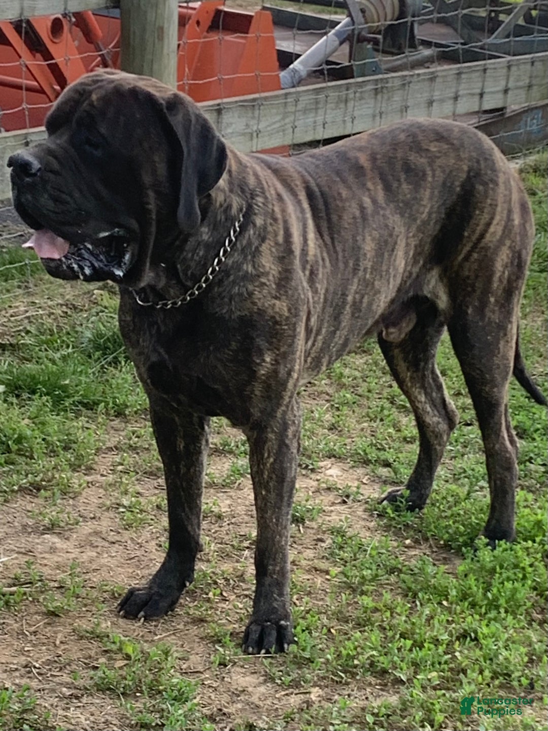 English Mastiff dogs for sale: Rusty - Ad 7