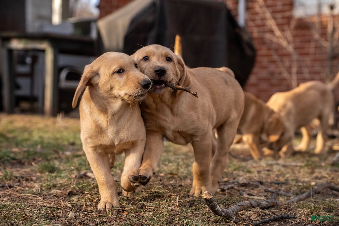 Labrador Retriever dogs for sale: Labrador Retriever Puppy 1 - Ad 12