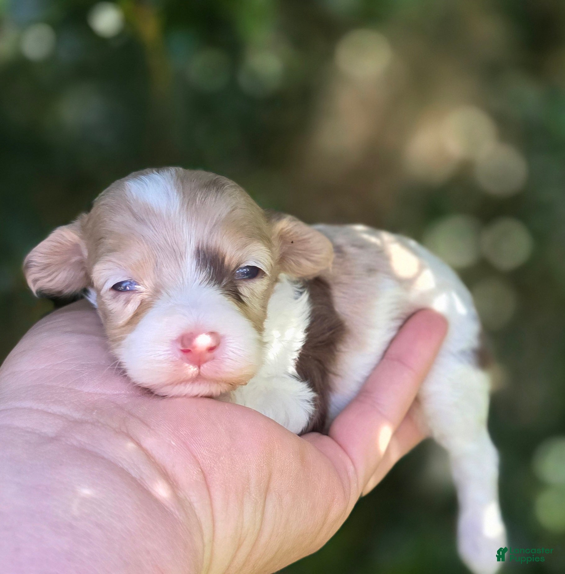 Maltipoo dogs Kaleo - Ad 40