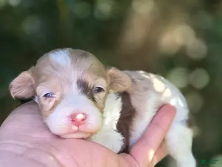 Maltipoo dogs Kaleo - Ad 40