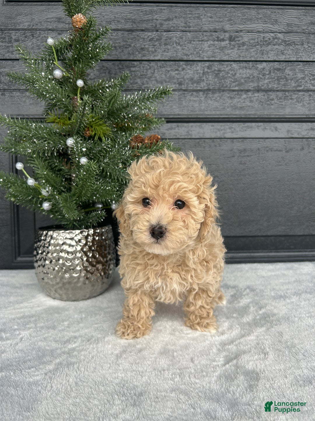 Bichpoo dogs for sale: Bella - Ad 3