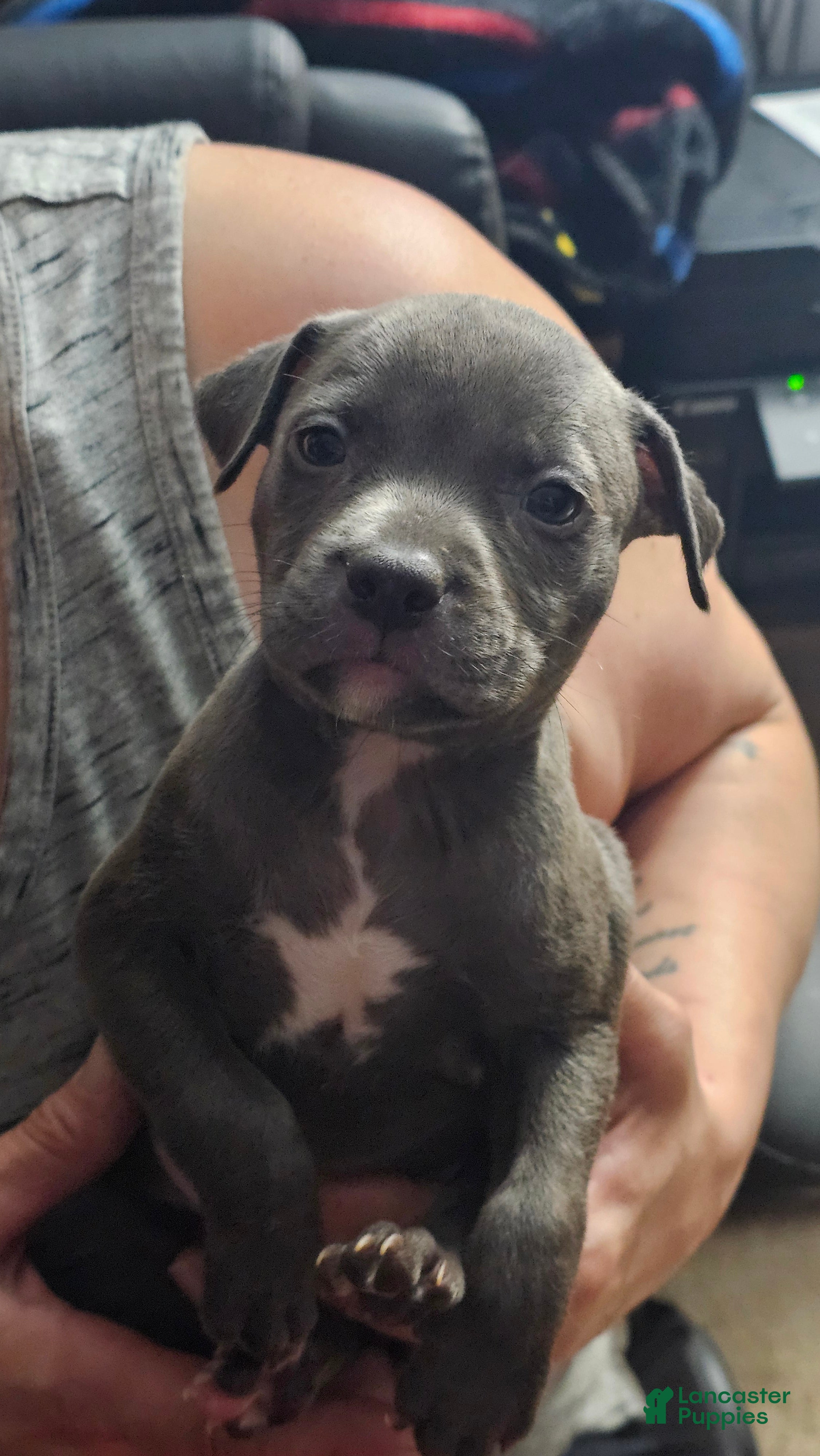 American Pit Bull Terrier dogs Blue Nose Pitbul Bella - Ad 33