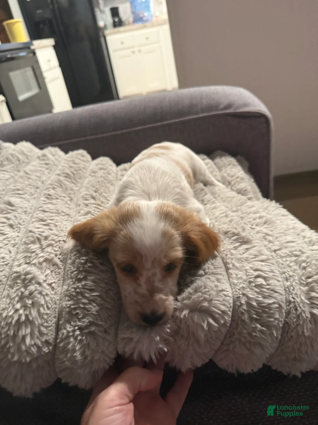 Dachshund dogs for sale: Dachshund 2 - Ad 1