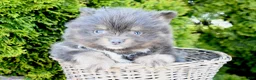 Pomeranian dogs for sale: Ashton - Ad 1