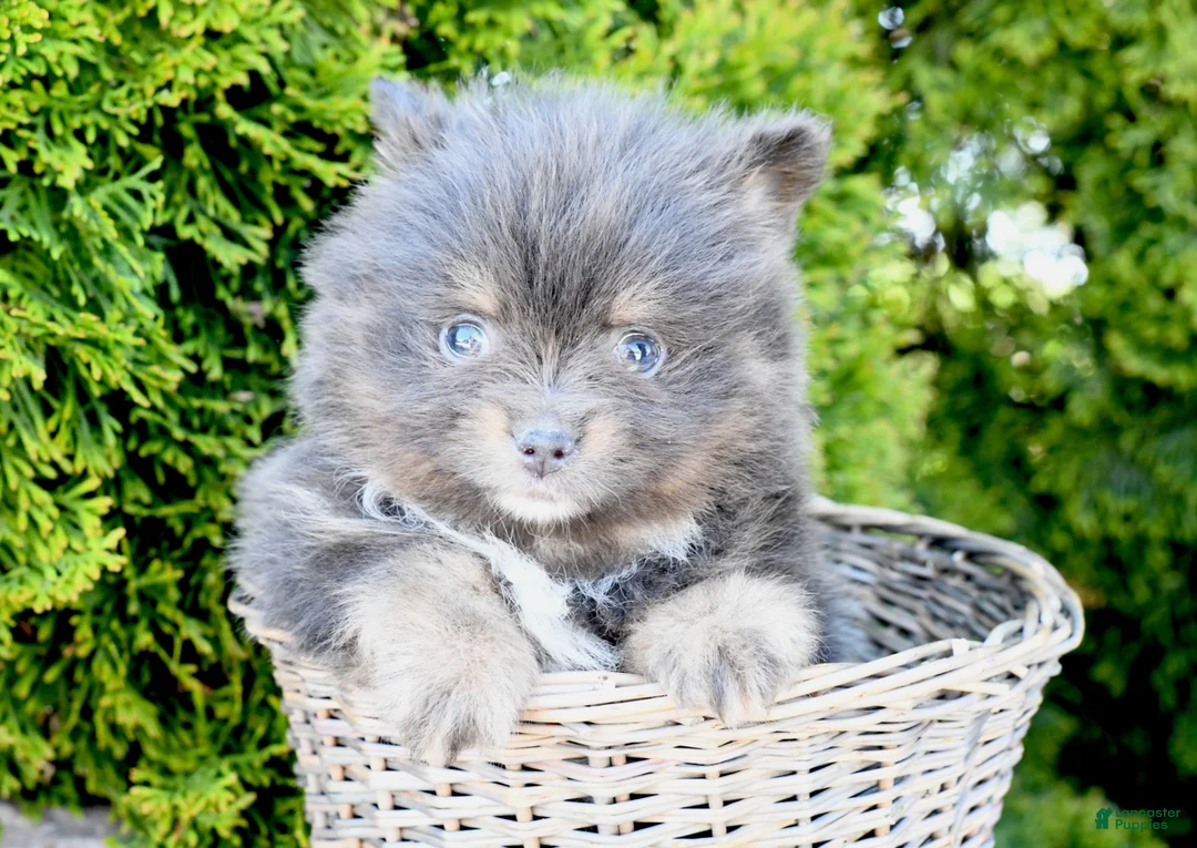 Pomeranian dogs for sale: Ashton - Ad 1