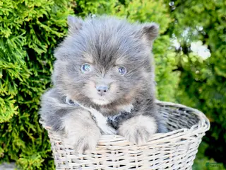 Pomeranian dogs for sale: Ashton - Ad 2