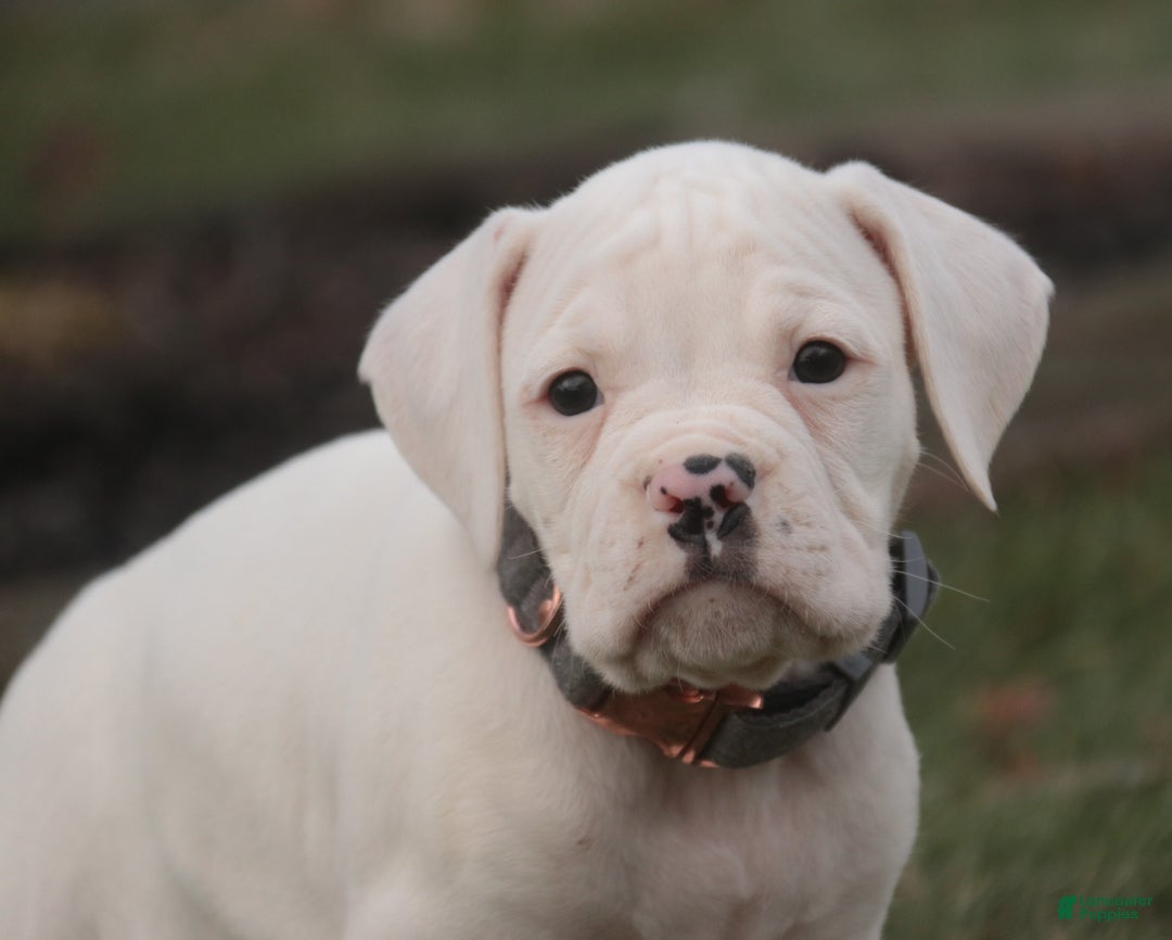 Boxer dogs for sale: Henry - Ad 5