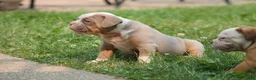 Olde English Bulldogge dogs for sale: Bluegates JOKER - Ad 3