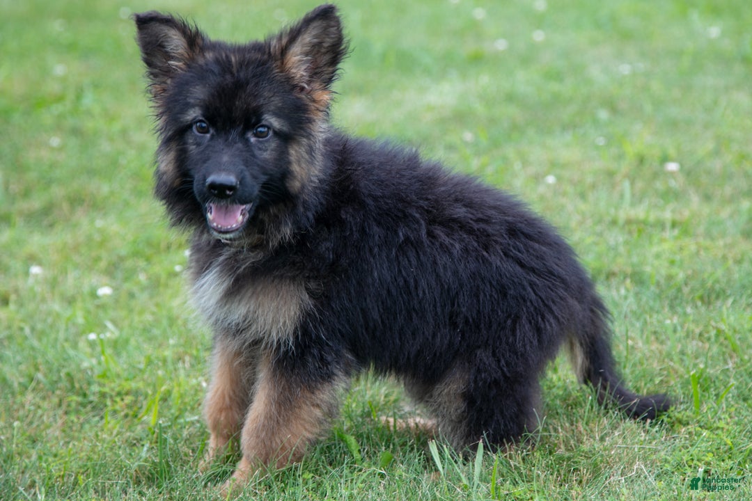 German Shepherd dogs for sale: Kenny - Ad 2