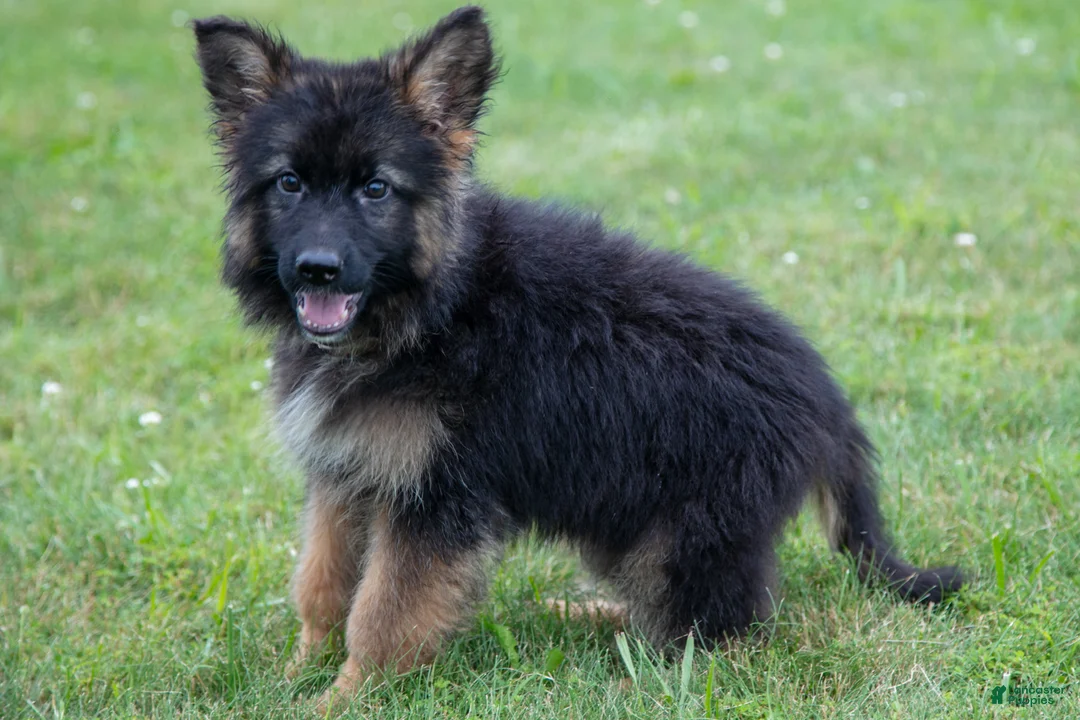 German Shepherd dogs for sale: Kenny - Ad 2