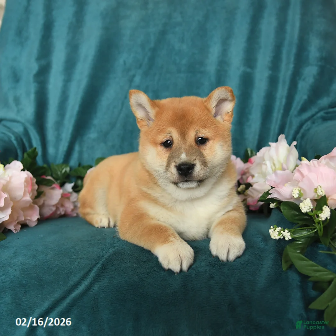 Shiba Inu dogs for sale: Leo - Ad 5
