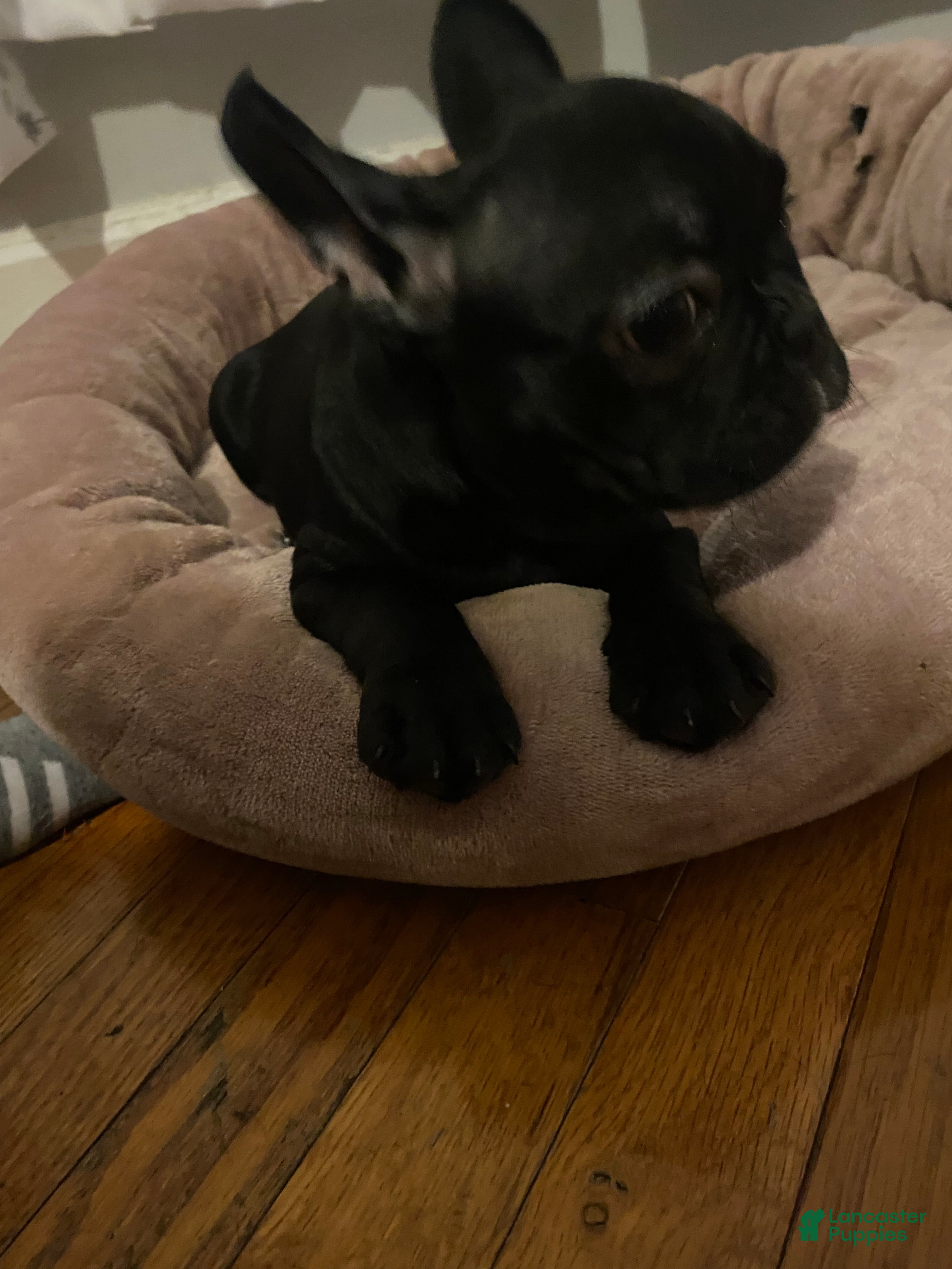 Frenchton dogs for sale: Nala  - Ad 3