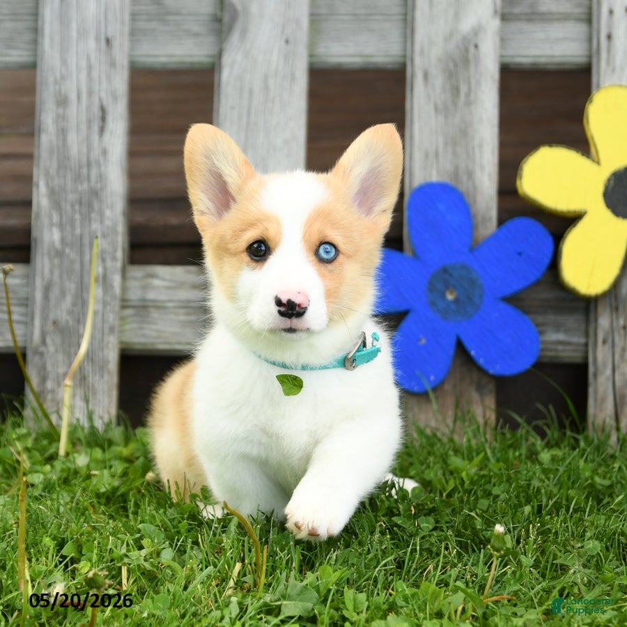 Welsh Corgi Pembroke dogs Blazer - Ad 1
