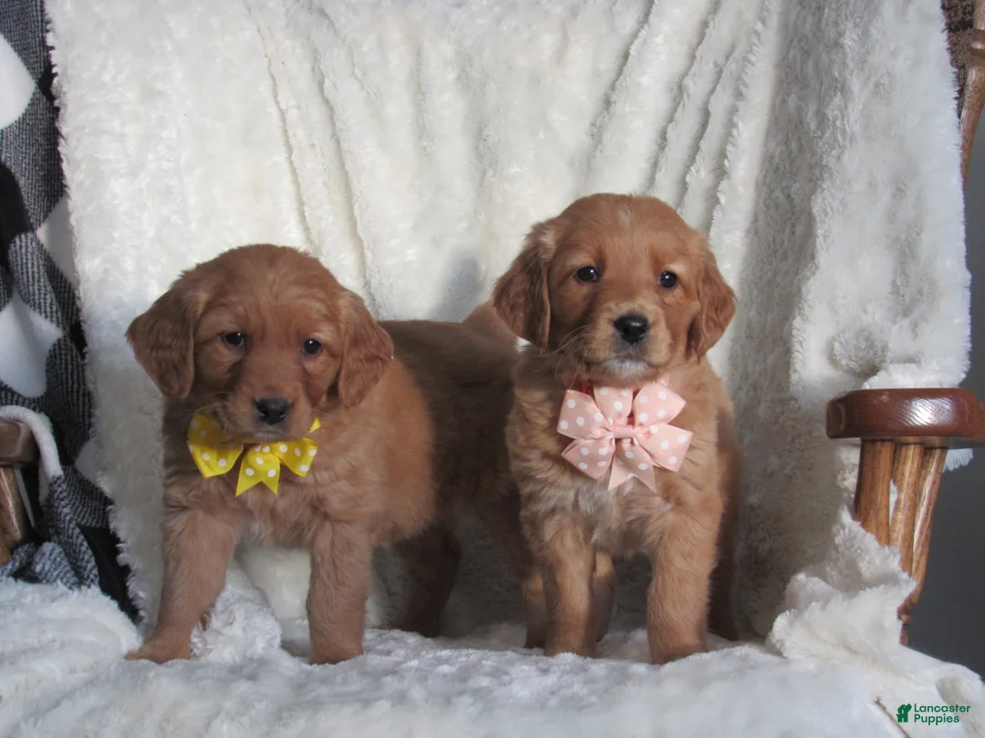 Golden Retriever dogs for sale: HAILEY - Ad 7