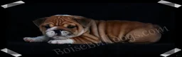 English Bulldog dogs for sale:  Helga (F) - Ad 7