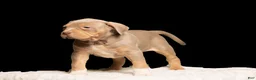 American Bully dogs for sale:  Puppy 1 - Ad 1