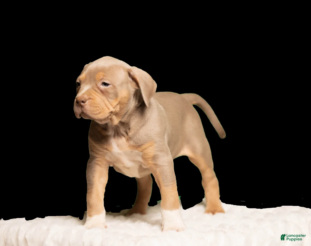 American Bully dogs for sale:  Puppy 1 - Ad 1