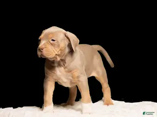 American Bully dogs for sale: Puppy 1 - Ad 3