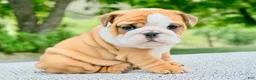 English Bulldog dogs for sale: Lainey - Ad 1