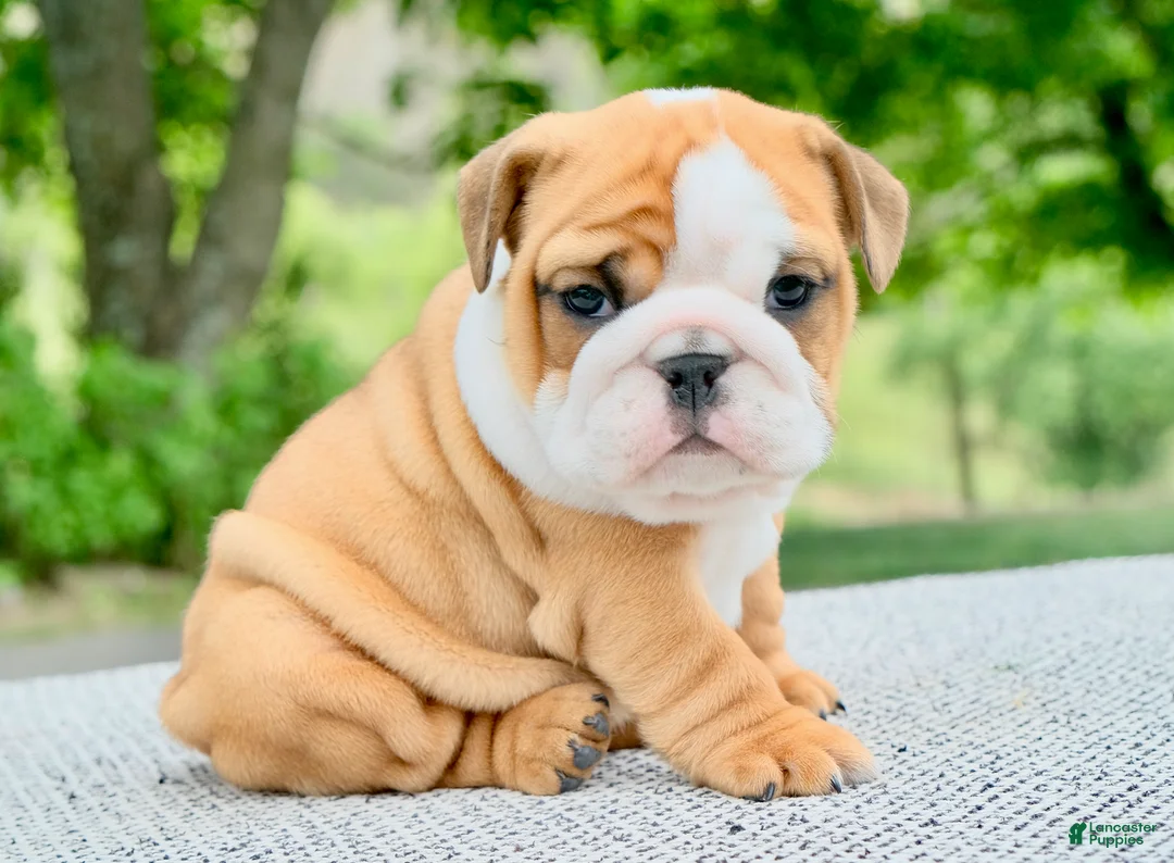 English Bulldog dogs for sale: Lainey - Ad 1