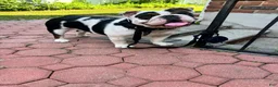 English Bulldog dogs for sale: English Bulldog 1 - Ad 3
