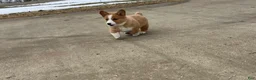Welsh Corgi Pembroke dogs for sale: Welsh Corgi Pembroke Puppy 2 - Ad 4