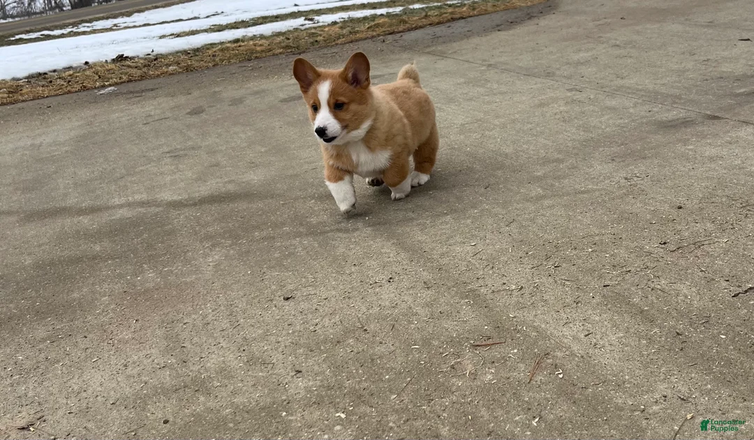 Welsh Corgi Pembroke dogs for sale: Welsh Corgi Pembroke Puppy 2 - Ad 4