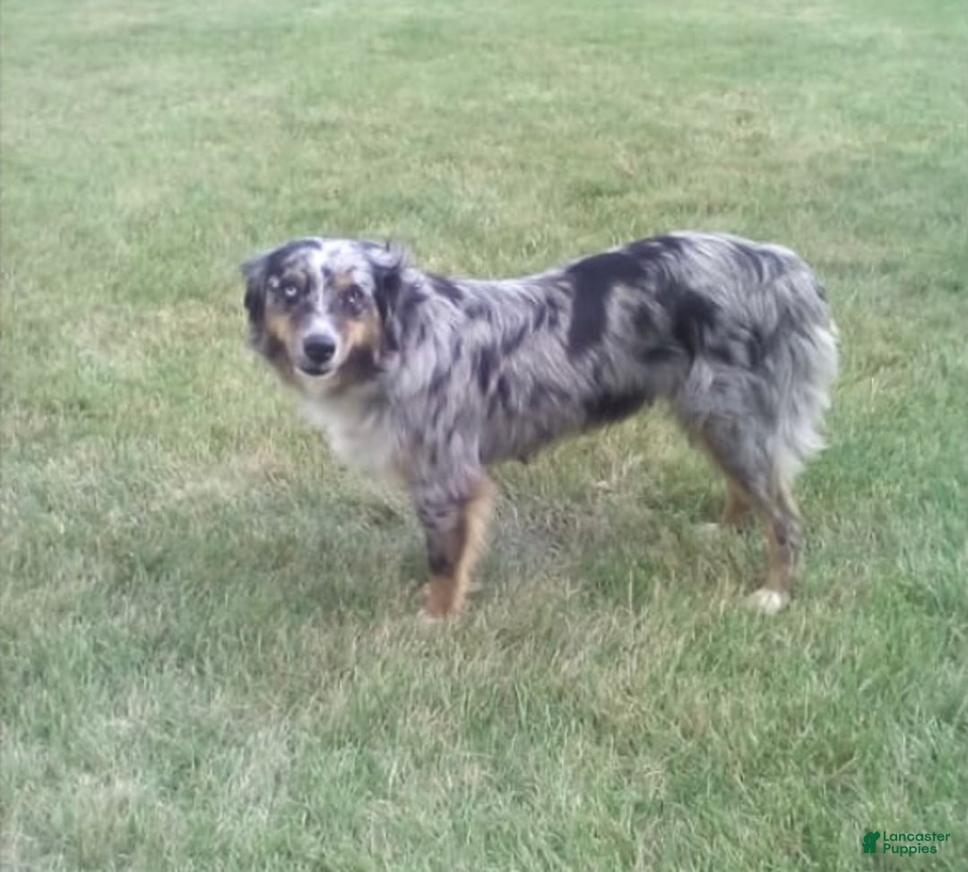 Mixed Breed dogs for sale: Henry - Ad 5