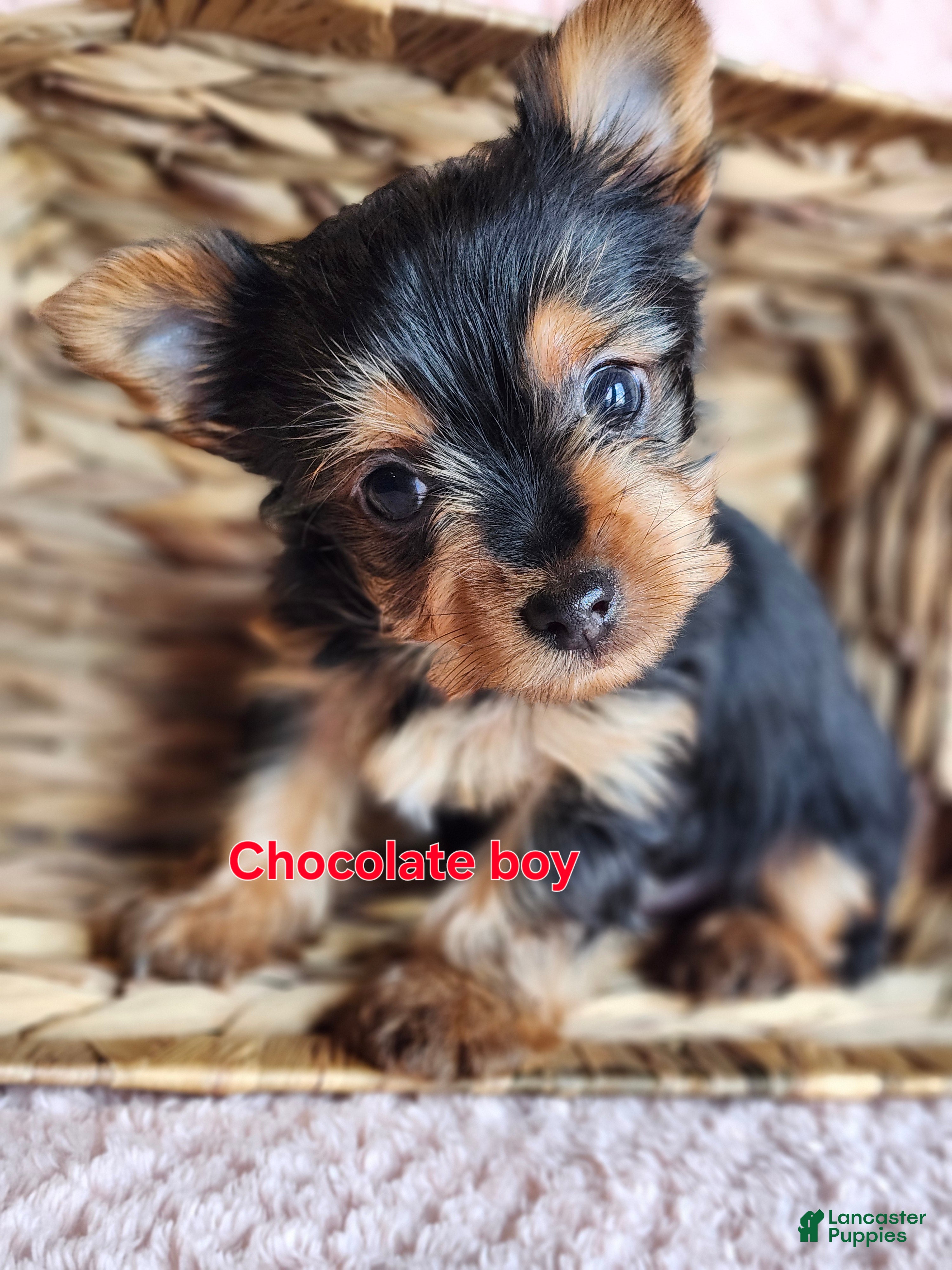 Yorkshire Terrier dogs Chocolate - Ad 20