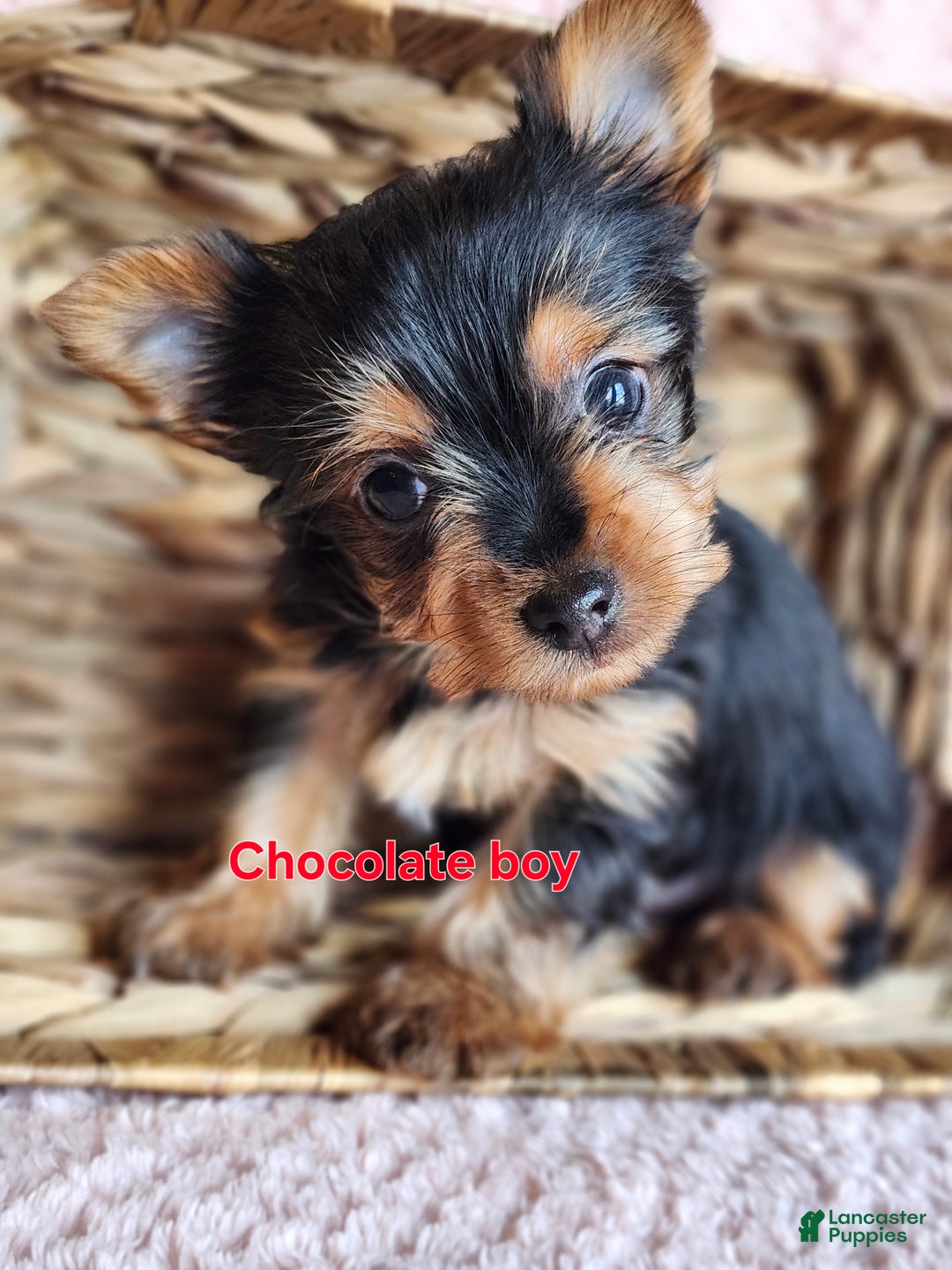 Yorkshire Terrier dogs for sale: Chocolate - Ad 1