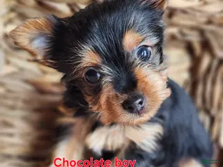 Yorkshire Terrier dogs Chocolate - Ad 28