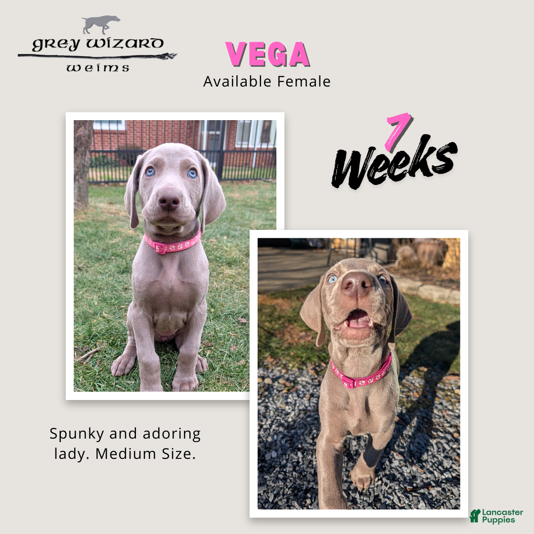 Weimaraner dogs Vega - Ad 18