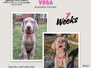 Weimaraner dogs Vega - Ad 18