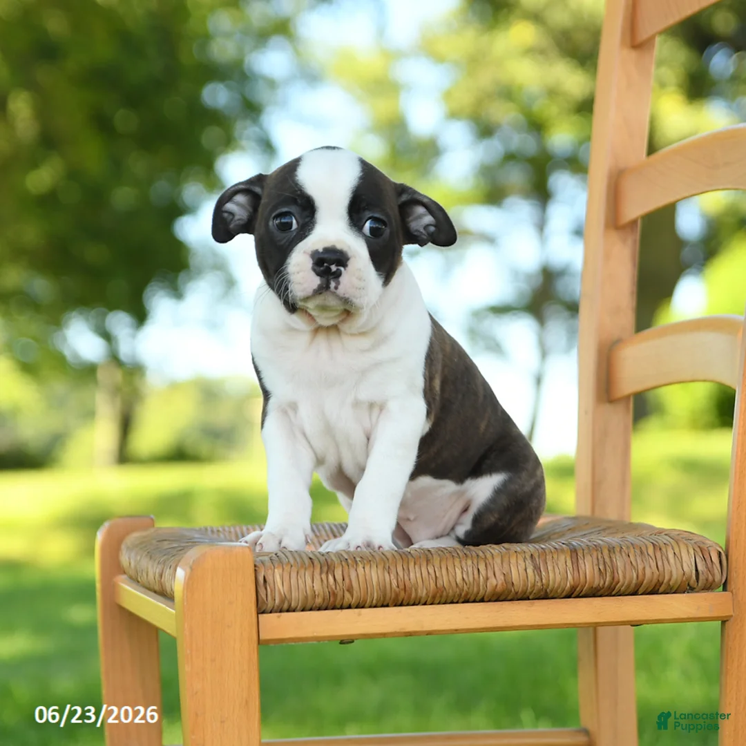 Boston Terrier dogs for sale: Trudy - Ad 1