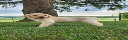 Labrador Retriever dogs for sale: Maggie  - Ad 4