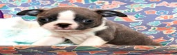 Boston Terrier dogs for sale: Peanut - Ad 5