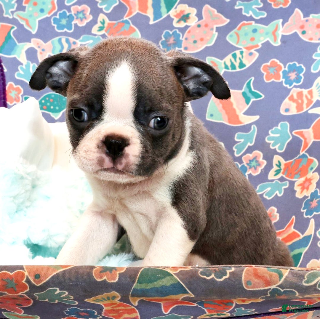 Boston Terrier dogs for sale: Peanut - Ad 5
