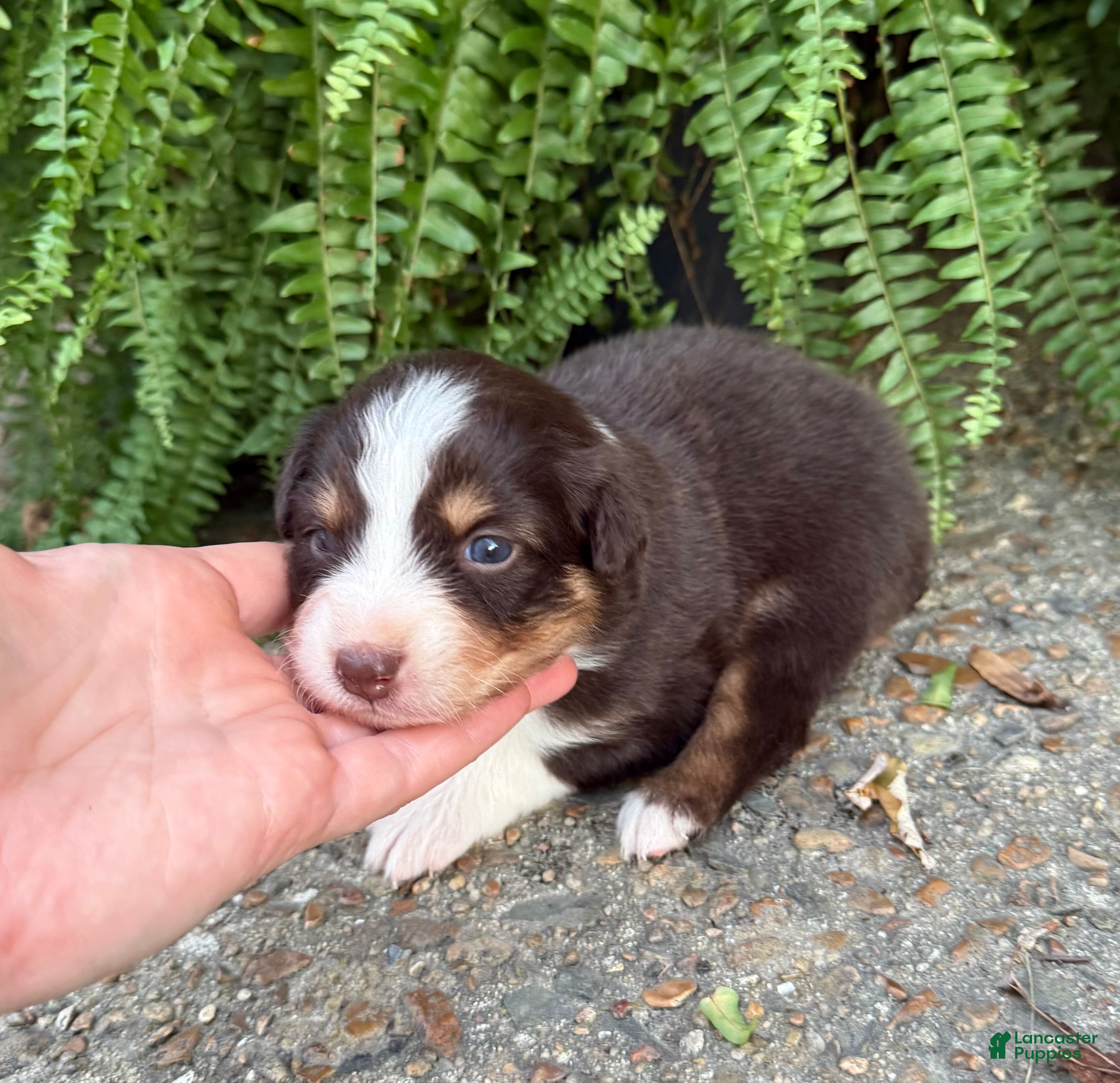 Australian Shepherd dogs Pumpkin - Ad 2