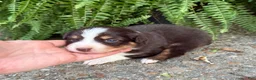 Australian Shepherd dogs for sale: Pumpkin - Ad 2