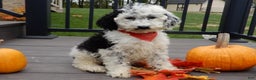 Sheepadoodle dogs for sale: Panda (medium) - Ad 3