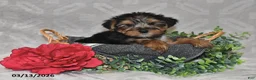 Yorkshire Terrier dogs for sale: Brooklyn - Ad 1