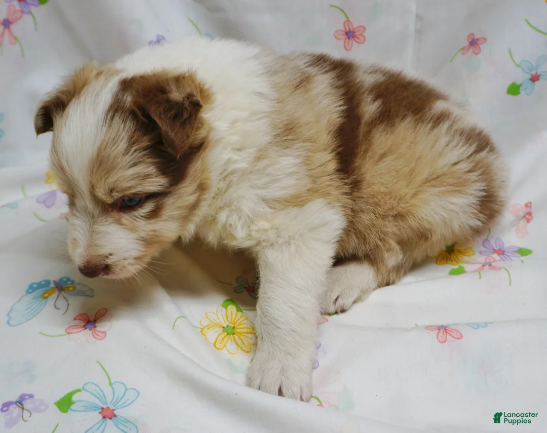 Border Collie dogs for sale: BARON - Ad 2