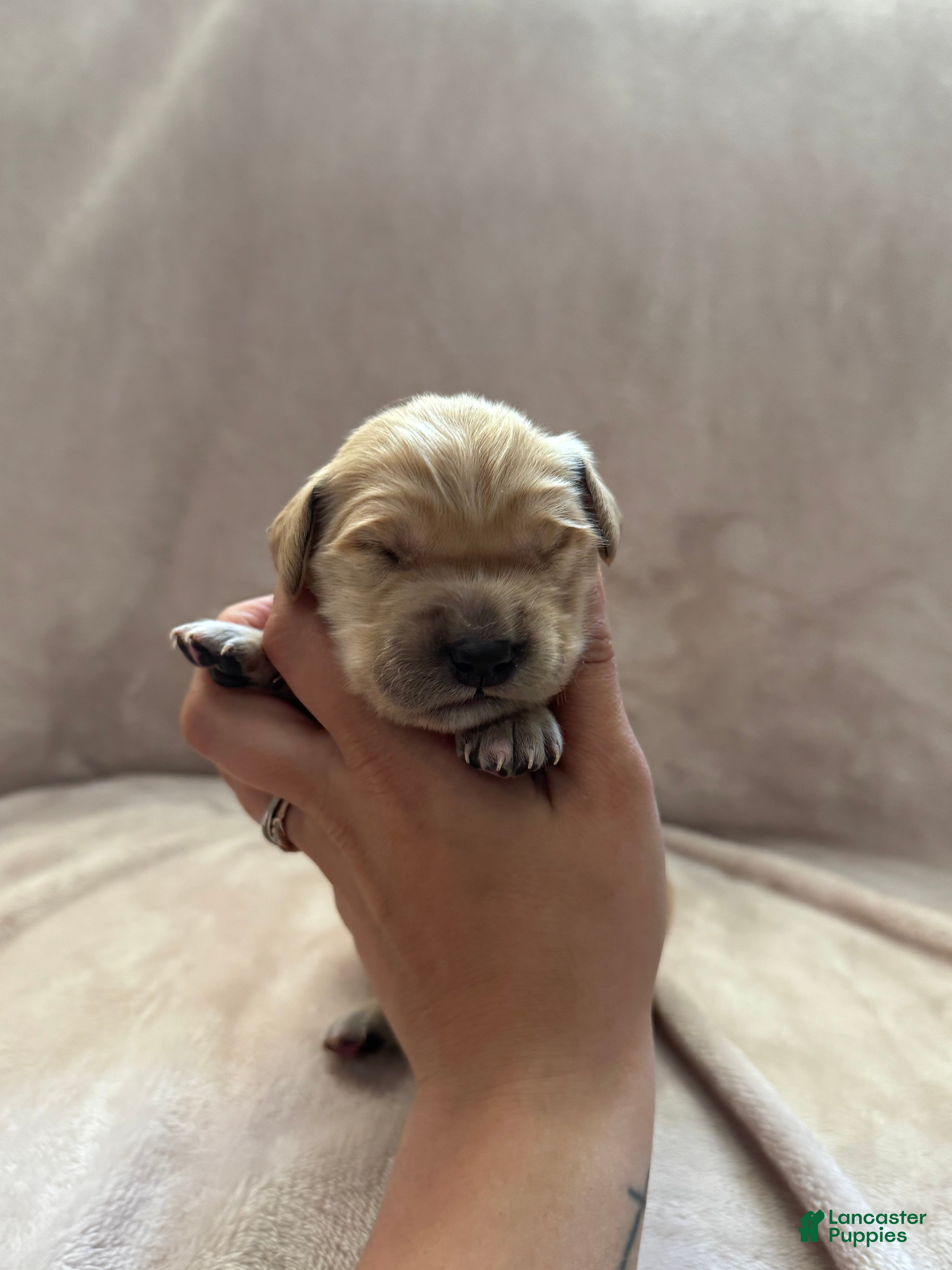 Golden Retriever dogs Light Blue- male  - Ad 1