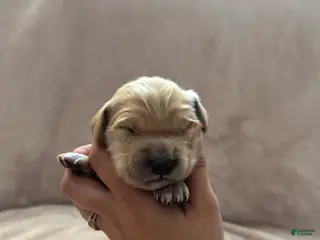 Golden Retriever dogs for sale: Light Blue- male - Ad 2