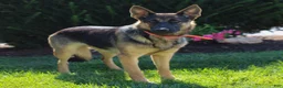 German Shepherd dogs for sale: Tanner  - Ad 4