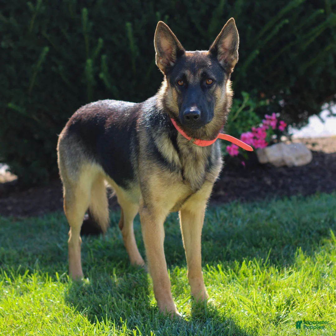 German Shepherd dogs for sale: Tanner  - Ad 4