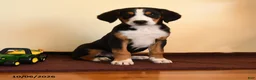 Greater Swiss Mountain Dog dogs for sale: Pepper - Ad 3