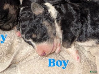 Aussiedoodle dogs Landon - Ad 2